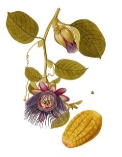 Passiflora quadrangularis Giant Granadilla, Badea